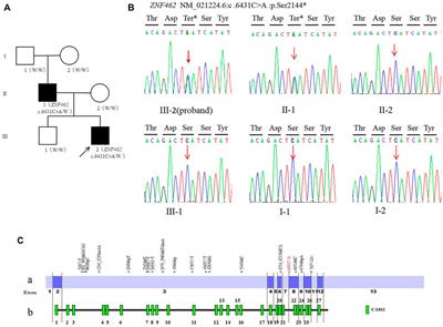 A Nonsense Variant of ZNF462 Gene Associated With Weiss–Kruszka Syndrome–Like Manifestations: A Case Study and Literature Review